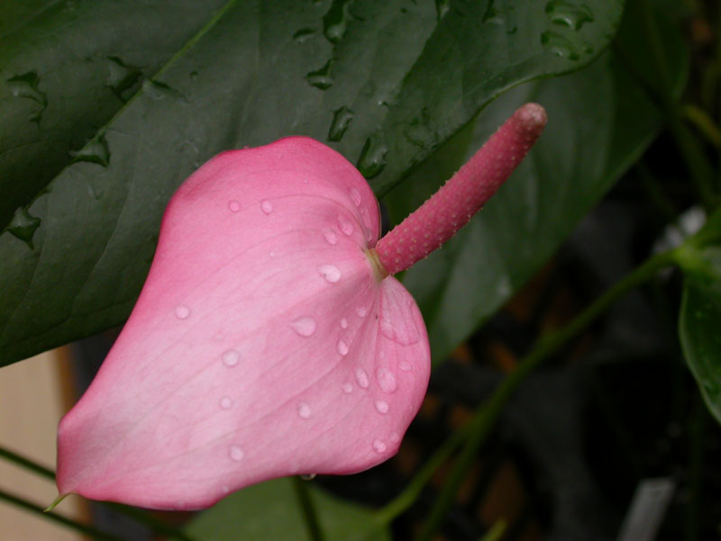 DSCN0238