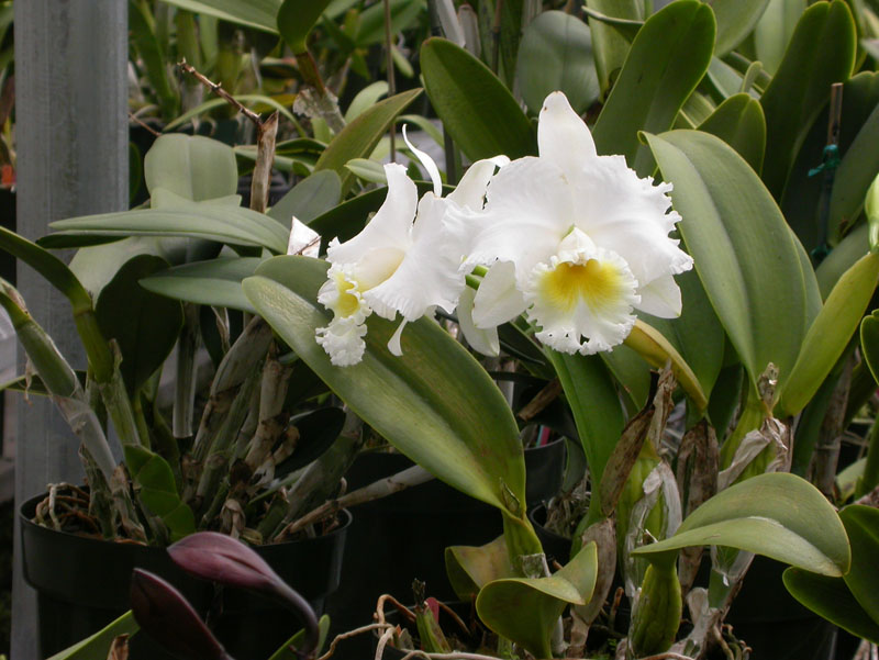 DSCN0247