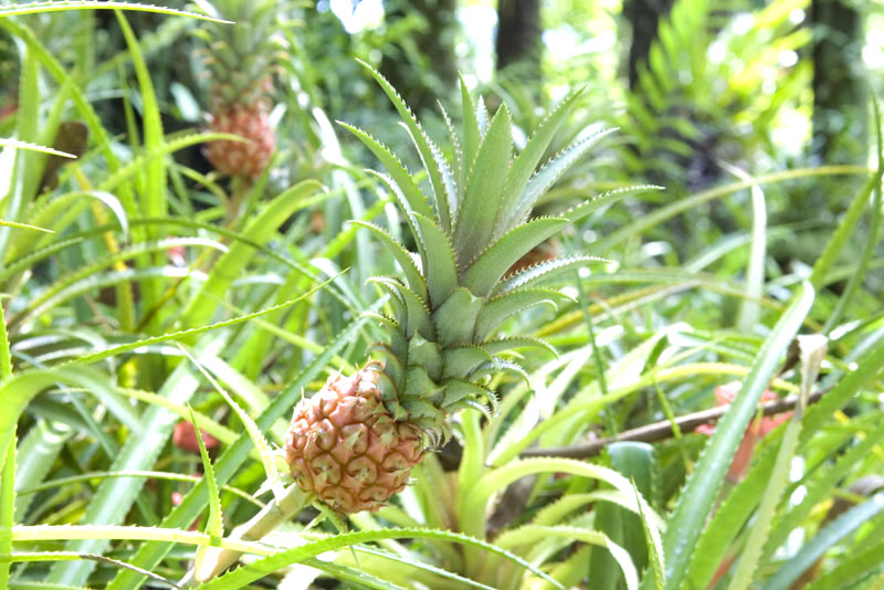 IMGP0989