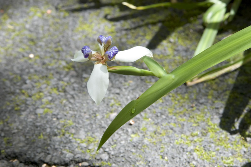 IMGP0991
