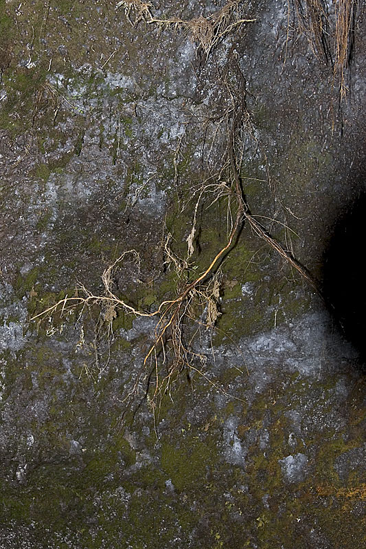 IMGP0952